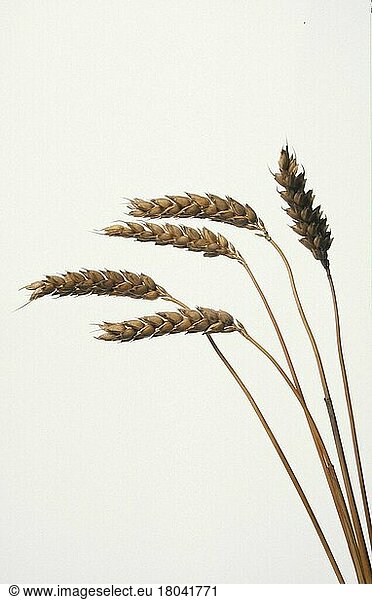 Wheat (Triticum aestivum) ears