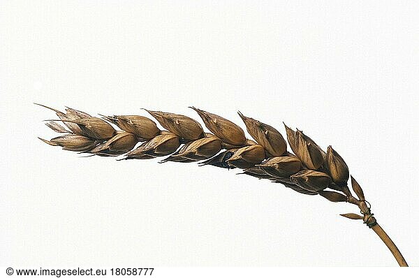Wheat (Triticum aestivum) (Plants) (Plants) true grass (Gramineae) (Cereals) (Maize) (Crop) (Cropped) (Object) (Landscape) (Horizontal) (Indoor) (Studio) (Close-up) (Detail) (Close-up)