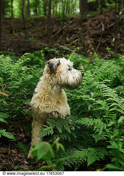 Wheaten terrier dog surrounded by green fern leaves in the forest.