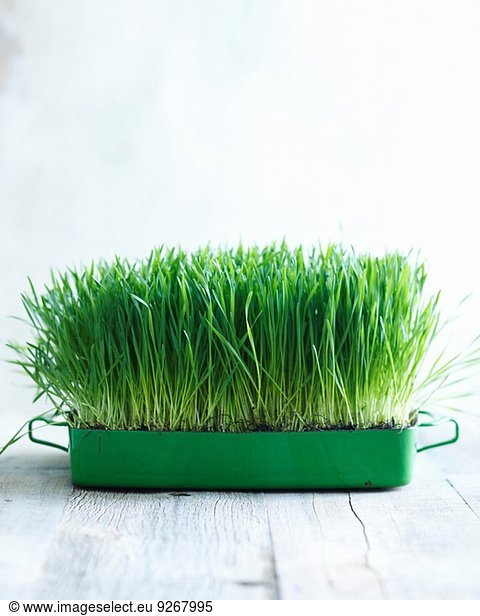 Wheatgrass growing in small container