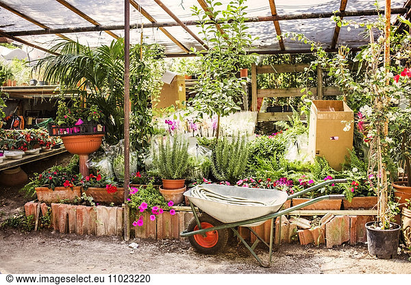 Wheelbarrow by plants growing in greenhouse