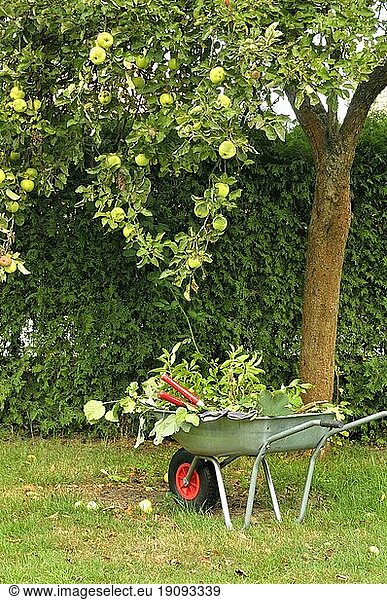 Wheelbarrow on the lawn with leaf clippings in front of apple tree