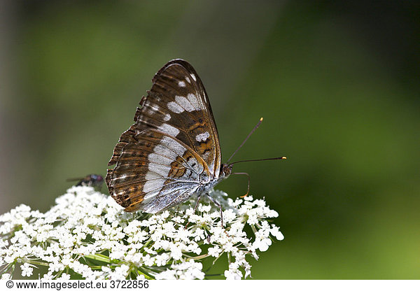 White admiral butterfly ( Ladoga camilla )