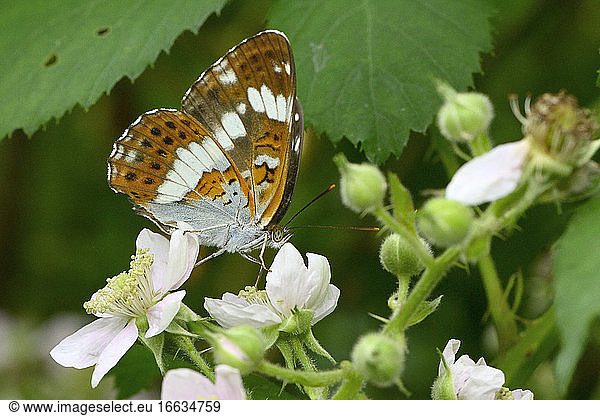 White admiral butterfly (Ladoga camilla) Imago foraging for bramble flowers along a forest path  Edge of woodland  July  Lac de Vassivi?re  Creuse  France