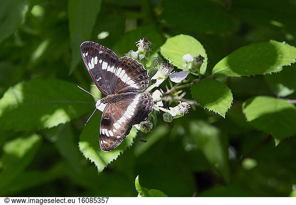 White admiral butterfly (Limentis camilla) on bramble in summer  Queen Forest near Toul  Lorraine  France