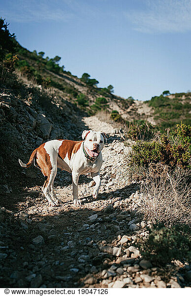 White and brown american bulldog playing in the mountains on sunny day