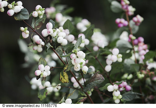 White and pink berries on stems of a shrub in an organic flower nursery.