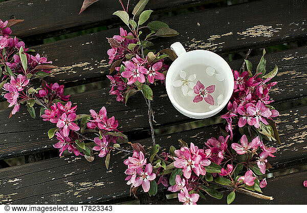 White and pink flower in cup amidst branch on bench