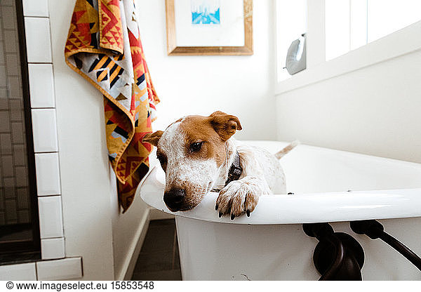 white and tan puppy tries to escape bathtub in well designed bathroom