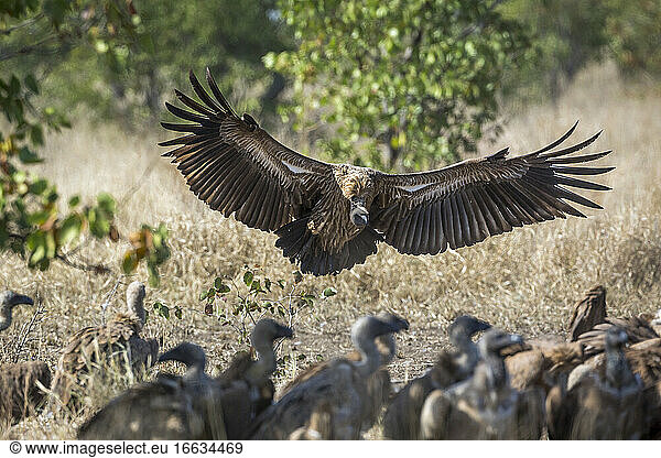 White backed Vulture (Gyps africanus) landing with spread wings in Kruger National park,  South Africa