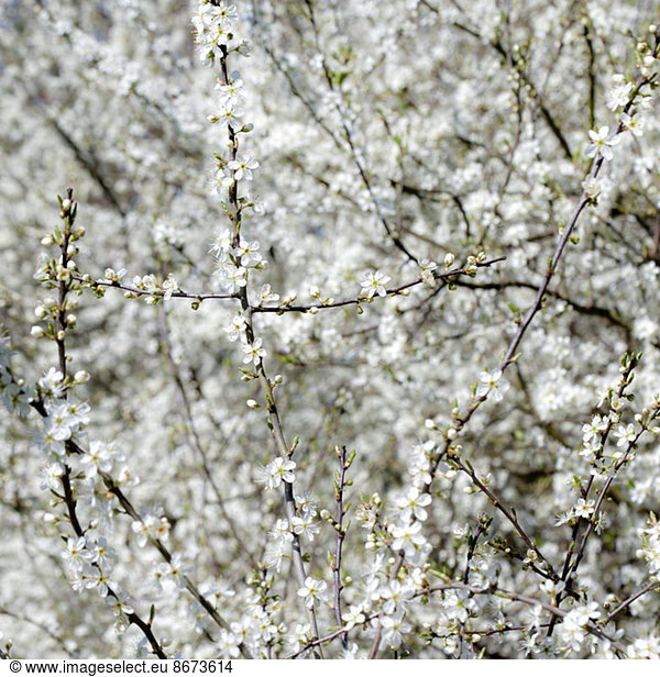 White blackthorn blossom branches
