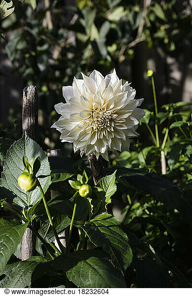 White blooming dahlia of Cafe Au Lait variety