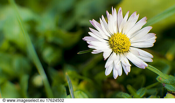 White blooming daisy (Bellis perennis)