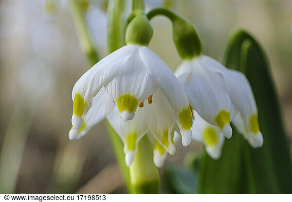 White blooming spring snowflakes (Leucojum vernum)