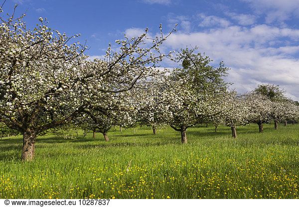 White blossom of apple trees in springtime  Bavaria  Germany