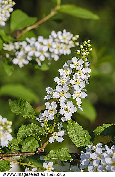 White blossoming branch of bird cherry (Prunus padus)