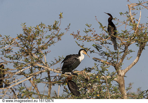 White-breasted Cormorant (Phalacrocorax lucidus) and African darter (Anhinga rufa)  colony  perched on a tree  Ziway lake  Rift Valley  Ethiopia