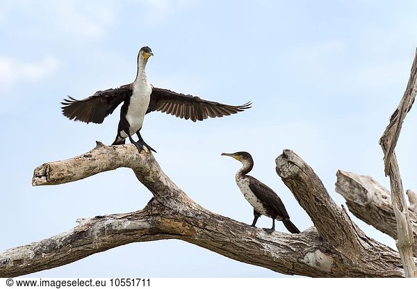 White-breasted cormorants (Phalacrocorax lucidus) on dry tree  Lake Baringo  Kenya  Africa