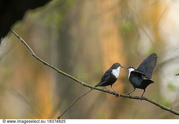 White-breasted dipper (Cinclus cinclus)  adult-coloured  2 adults  adult bird  on a branch under a historical bridge arch  food transfer from adult bird to coloured juvenile bird  low mountain stream  brook  Teutoburg Forest  Lower Saxony  Germany  Europe