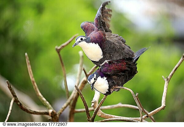 White-breasted ground dove (Alopecoenas jobiensis)  Purple Pigeon  adult pair mating  Papua New Guinea  Oceania