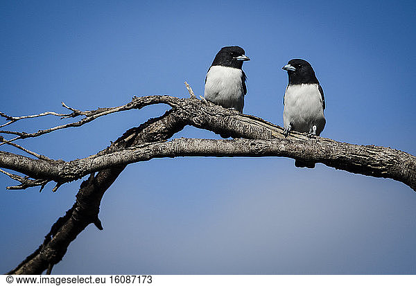 White-breasted Woodswallow (Artamus leucorhynchus)  South Province  New-Caledonia