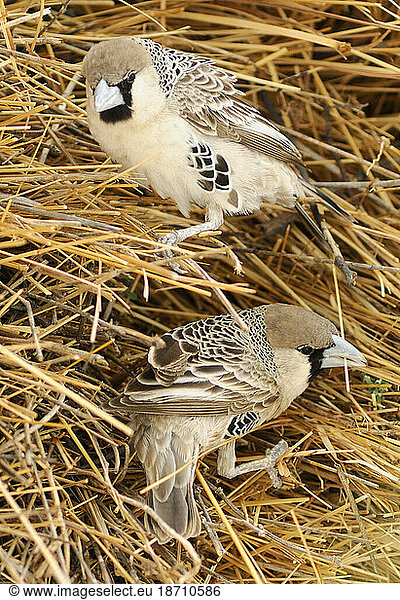 White-browed Sparrow-weaver (Plocepasser mahali)  Okaukuejo  Etosha National Park  Kunene Region  Namibia