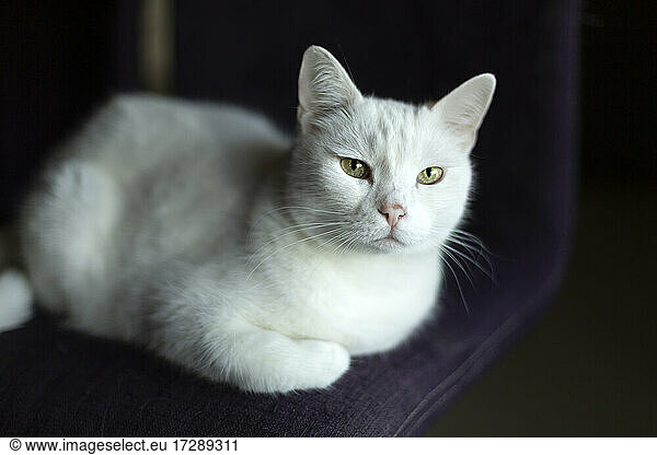 White cat lying on chair at home