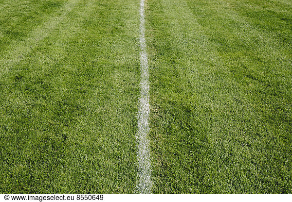 White centre line on freshly cut grass. A sports playing surface.