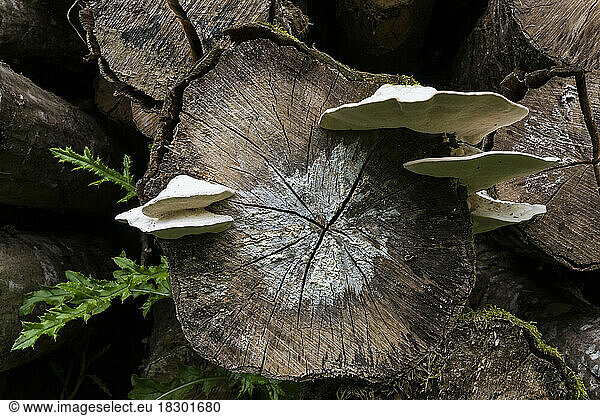 White cheese polypore (Tyromyces chioneus)  wood-boring fungi on dead wood  Ansauville  Forêt de la Reine  Lorraine  France