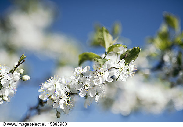 White cherry blossoms against blue sky