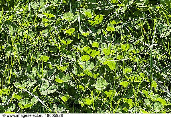 White Clover (Trifolium repens) leaves  growing amongst grass in pasture  Cheshire  England  United Kingdom  Europe