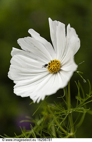 White cosmea  close up