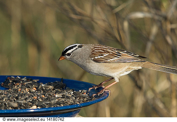 White-Crowned Sparrow Eats