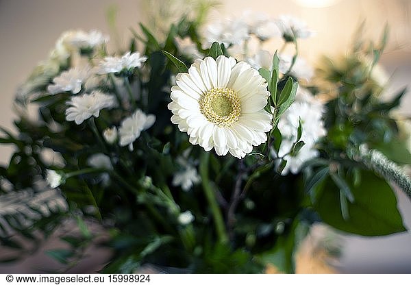 White daisy in vase close-up  spring interior wirth various green leaves and blurred background colorful close-up.