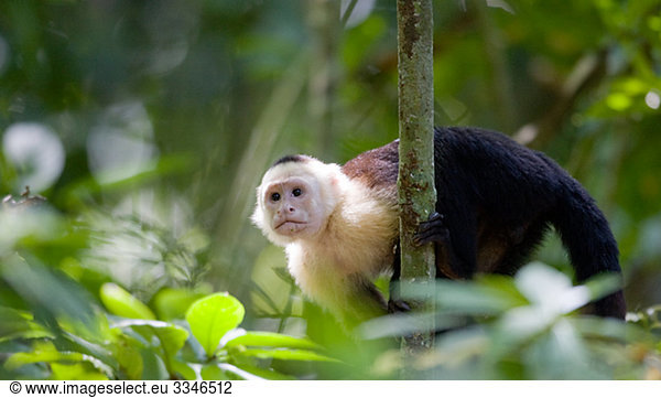White-faced capuchin in the rain forest  Costa Rica.