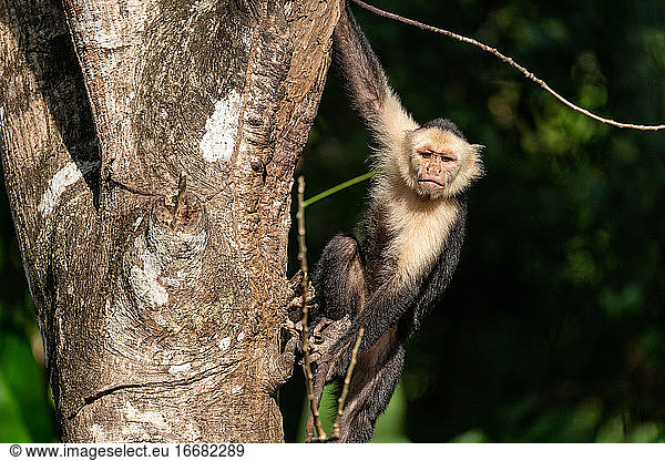 White faced Capuchin monkey in Costa Rica