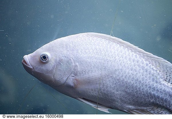 White fish portrait of Fish tank in Valencia Spain.