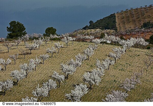 White flowering almond orchard on hill  white almond trees  hilly landscape  Velez Rubio  Almeria  Andalucia  Spain  Europe