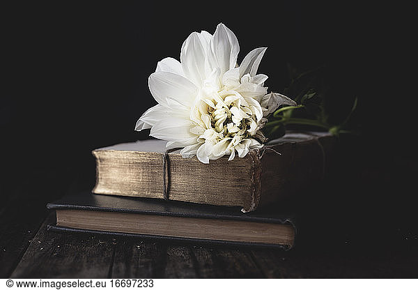 white garden dahlia on book still life