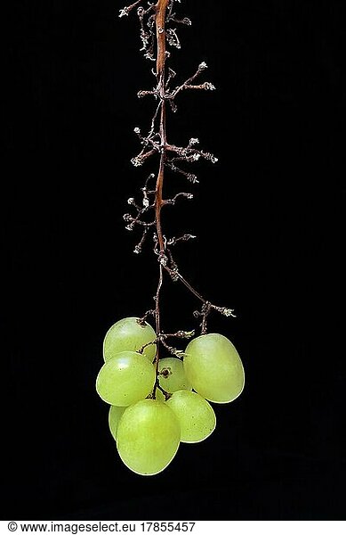 White grape vine (Vitis vinifera) on panicle  fruit cluster