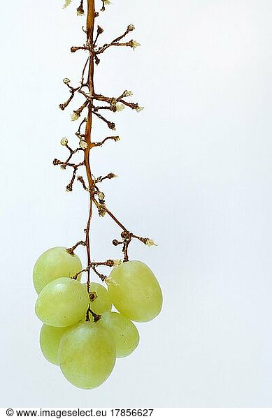 White grape vine (Vitis vinifera) on panicle  fruit cluster