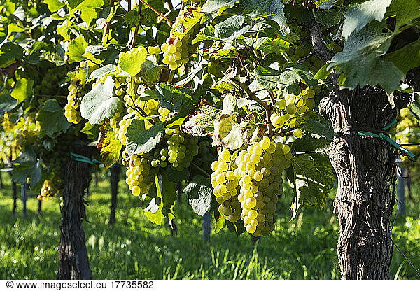 White grapes growing in summer vineyard