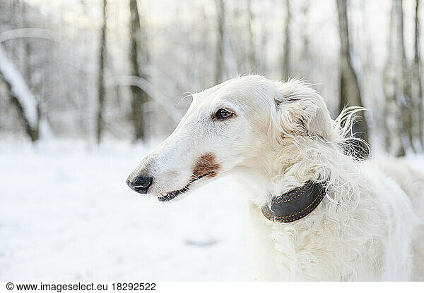 White greyhound dog in winter forest