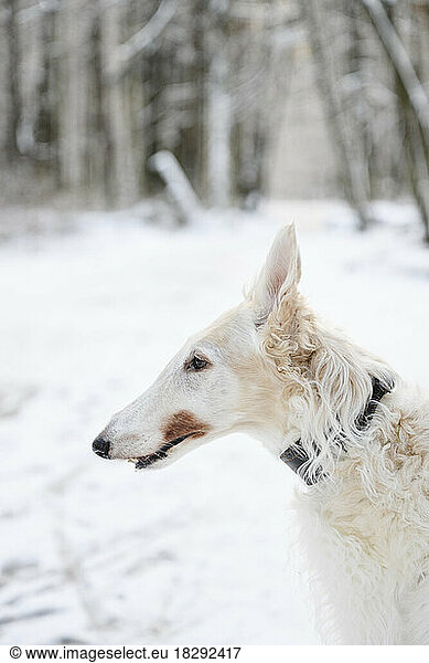 White greyhound dog in winter park