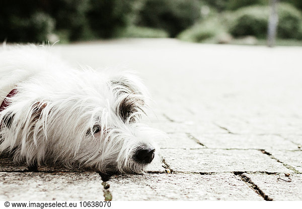 White haired dog relaxing on footpath