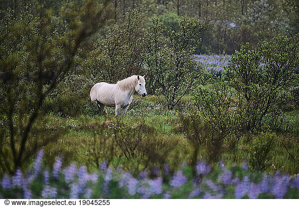 White horse grazing in countryside among green trees