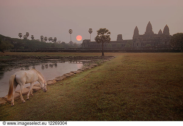 White horse grazing on a lawn by a pool at sunset  temple complex in the distance.