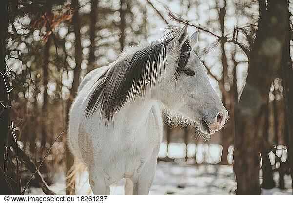 White horse in winter woods