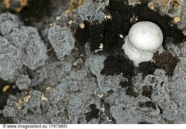 White horse mushroom (Agaricus arvensis) on the mushroom mycelium