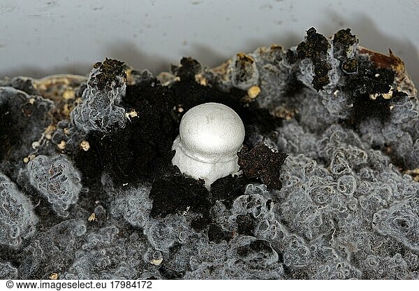 White horse mushroom (Agaricus arvensis) on the mushroom mycelium